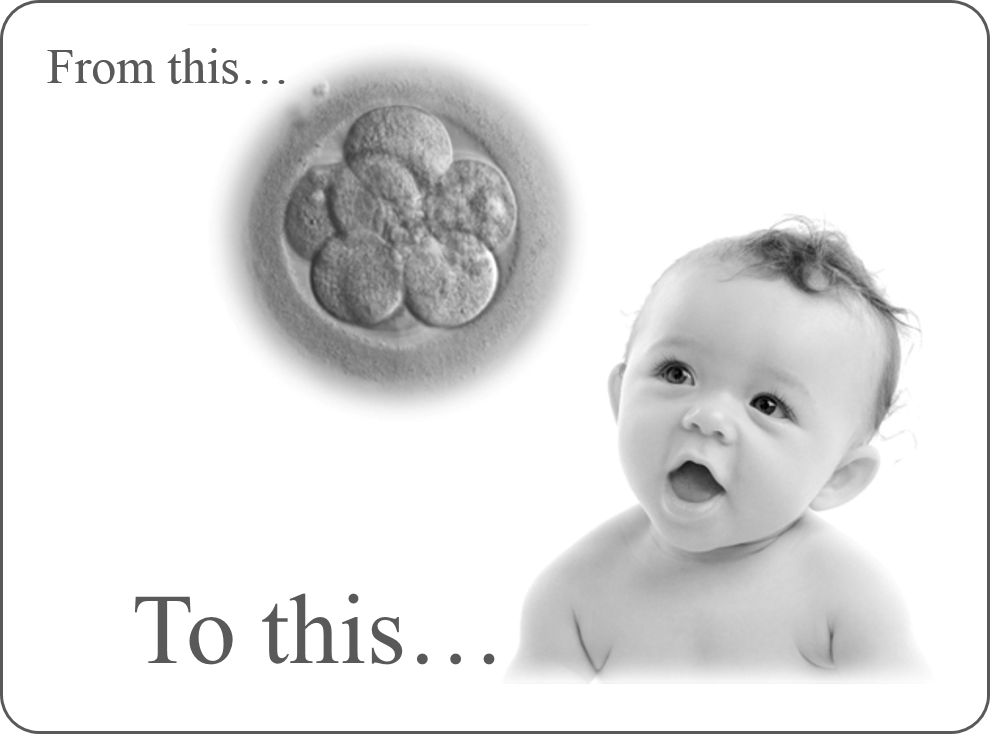 from stem cells to baby